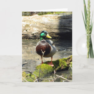 Mallard Duck (Woods) Greeting Card