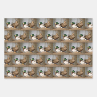 Mallard Duck Wrapping Paper