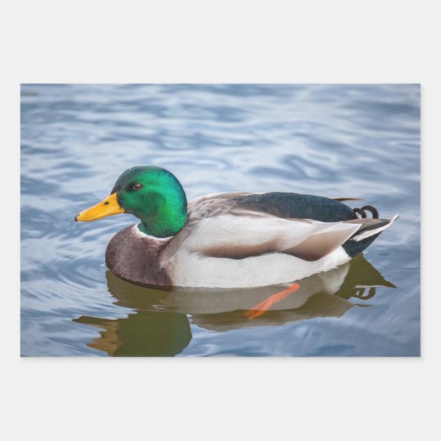 Mallard Duck Wrapping Paper Sheet (Front)