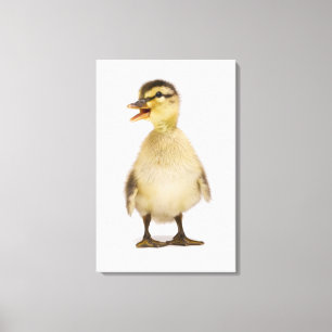 Mallard duckling (Anas platyrhynchos) Canvas Print