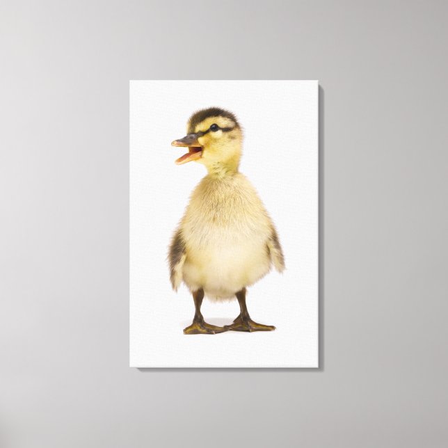 Mallard duckling (Anas platyrhynchos) Canvas Print (Front)