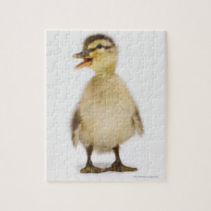 Mallard duckling (Anas platyrhynchos) Jigsaw Puzzle