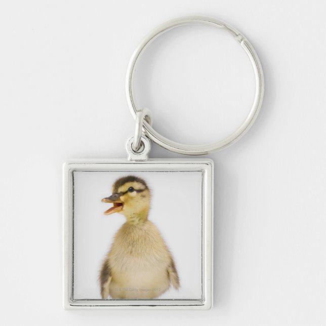 Mallard duckling (Anas platyrhynchos) Keychain (Front)