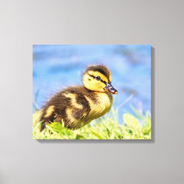 Mallard Duckling Canvas Print (Front)