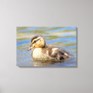 Mallard Duckling Canvas Print