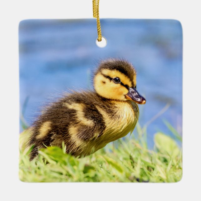Mallard Duckling Ceramic Ornament (Front)