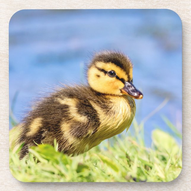 Mallard Duckling Coaster (Front)