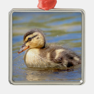 Mallard Duckling Metal Ornament