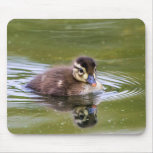 Mallard Duckling Mouse Pad