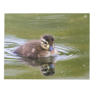 Mallard Duckling Notepad