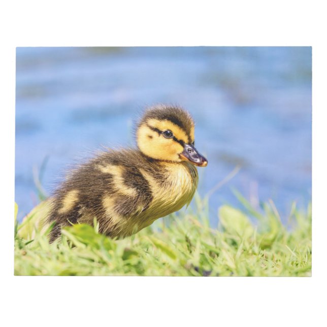 Mallard Duckling Notepad (Front)