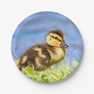 Mallard Duckling Paper Plate