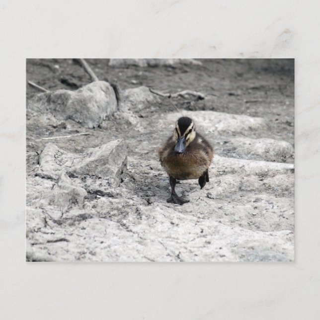 Mallard Duckling Photo Postcard (Front)
