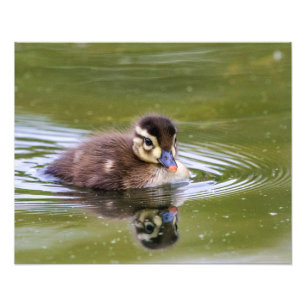Mallard Duckling Photo Print