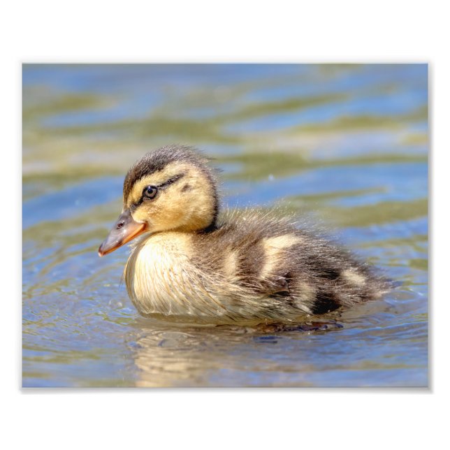 Mallard Duckling Photo Print (Front)