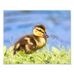 Mallard Duckling Photo Print