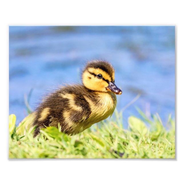 Mallard Duckling Photo Print (Front)