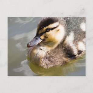 Mallard Duckling Postcard
