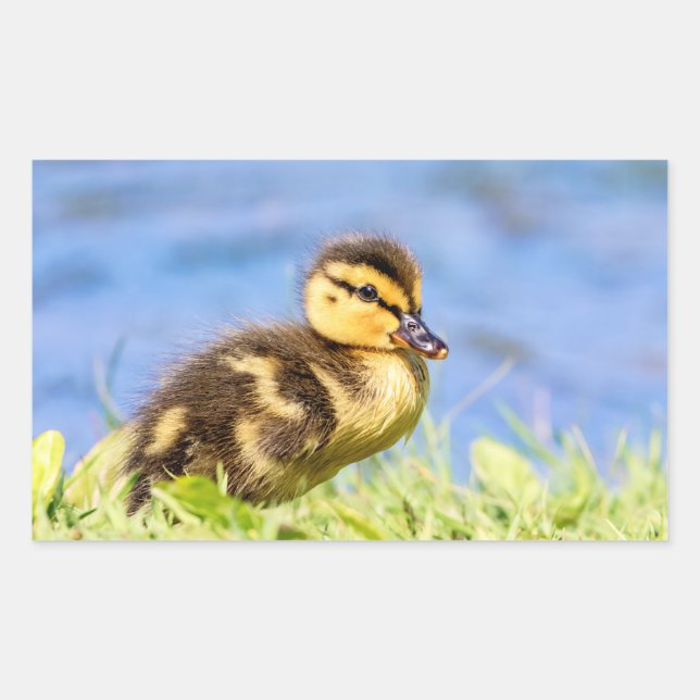 Mallard Duckling Sticker (Front)