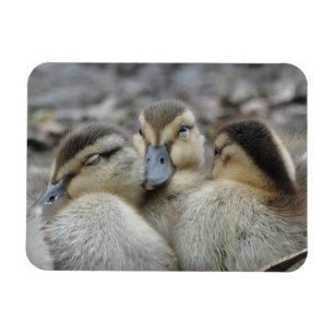 Mallard Ducklings Snuggling! Magnet