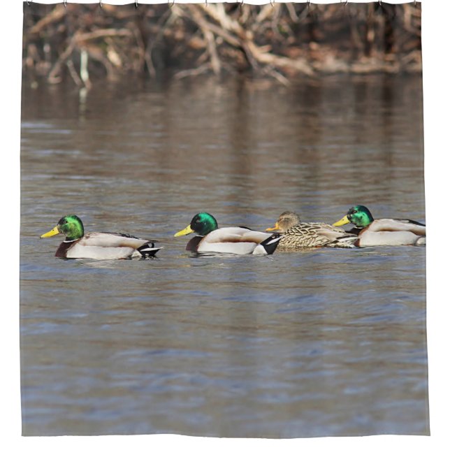 Mallard Ducks (Front)