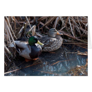 Mallard Ducks