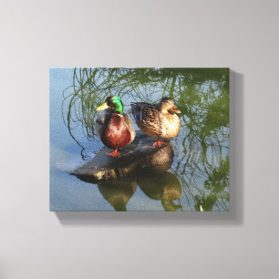 Mallard Ducks #2 Canvas Print