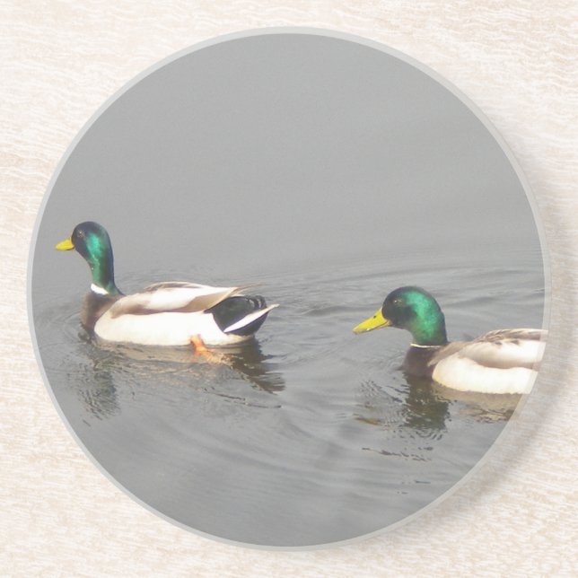 Mallard Ducks Coaster (Front)
