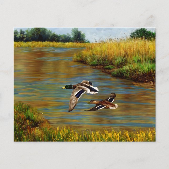 Mallard Ducks Flying Over Pond (Front)