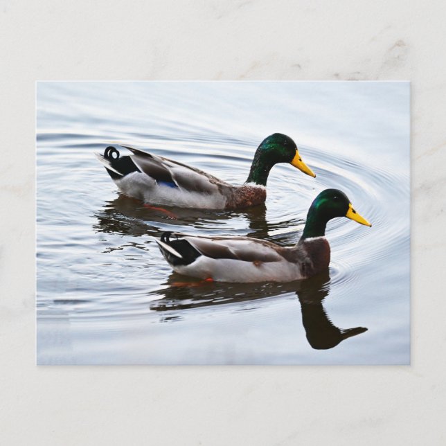 Mallard Ducks in Water Postcard (Front)
