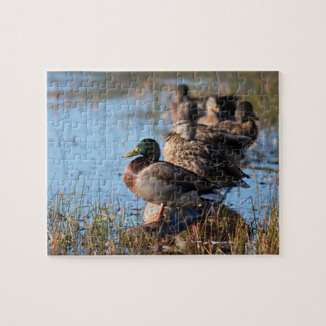 Mallard Ducks Jigsaw Puzzle (Horizontal)