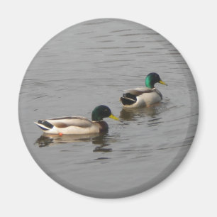Mallard Ducks Magnet