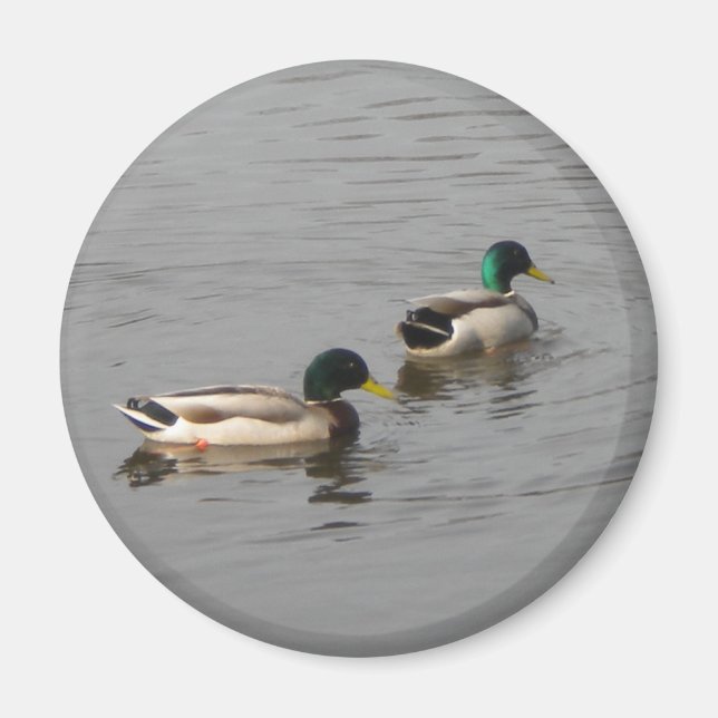 Mallard Ducks Magnet (Front)