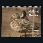 Mallard Ducks Nature Calendar<br><div class="desc">Mallard Ducks Nature Calendar of full colour photos of Mallard Ducks in their natural habitat. Great gift for dad,  grandfather,  hunters,  sportsmen and anyone who loves Mallard Ducks.</div>
