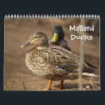 Mallard Ducks Nature Calendar<br><div class="desc">Mallard Ducks Nature Calendar of full colour photos of Mallard Ducks in their natural habitat. Great gift for dad, grandfather, hunters, sportsmen and anyone who loves Mallard Ducks.</div>
