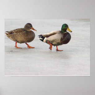 Mallard Ducks on Ice Poster