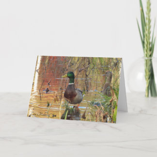 Mallard ducks on the pond card