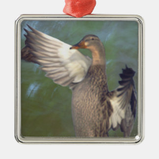 Mallard Ducks Ornament 