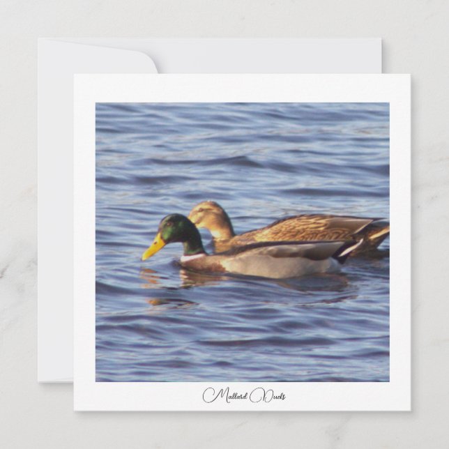 Mallard Ducks Photo Card (Front)