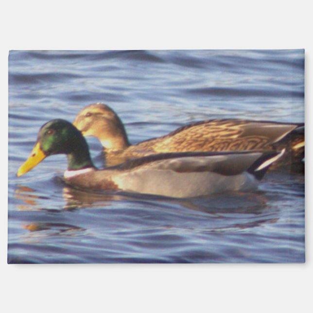 Mallard Ducks Photo Magnet  (Front)