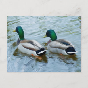 Mallard Ducks Postcard