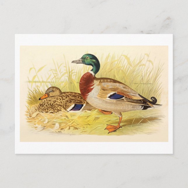 Mallard Ducks Postcard (Front)