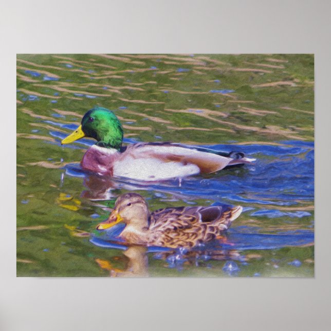 Mallard Ducks Poster (Front)