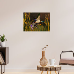 Mallard Ducks  Poster