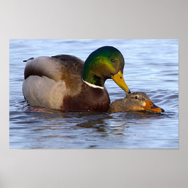 Mallard Ducks Poster (Devant)