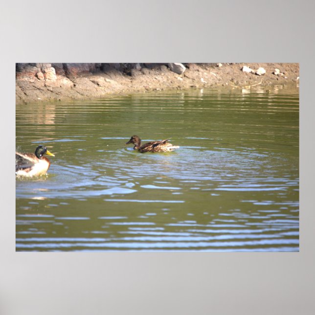 Mallard Ducks Poster (Front)