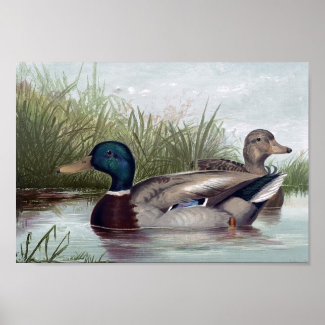 Mallard Ducks Print Choose Size (Front)