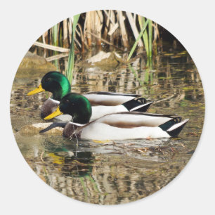 Mallard Ducks Round Sticker
