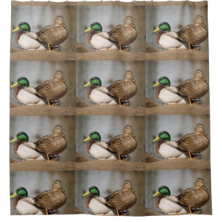 Mallard Ducks Shower Curtain