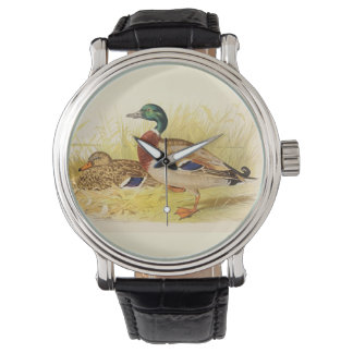 Mallard Ducks  Watch